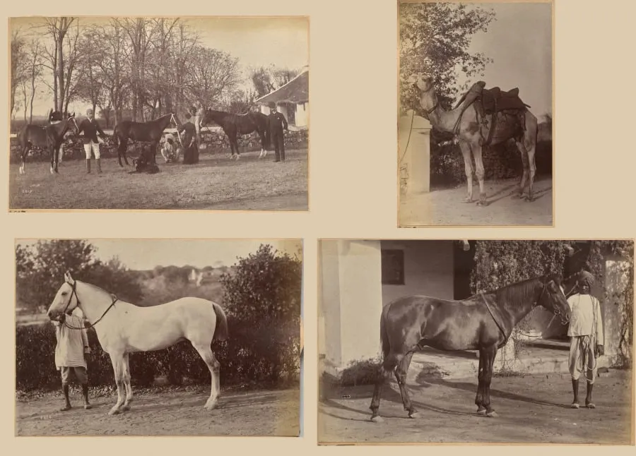 Captain Brown's horses, Jhansi (recto, top); Captain Bailward's horses (recto, bottom); Captain Bailward's camel (verso, left); Captain Bailward's horse, Jhanso (verso, right), by Raja Deen Dayal, 1884