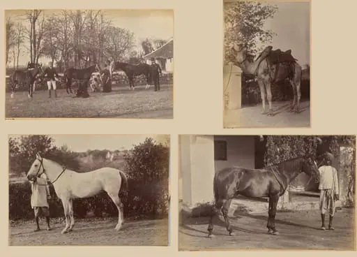 Captain Brown's horses, Jhansi (recto, top); Captain Bailward's horses (recto, bottom); Captain Bailward's camel (verso, left); Captain Bailward's horse, Jhanso (verso, right), by Raja Deen Dayal