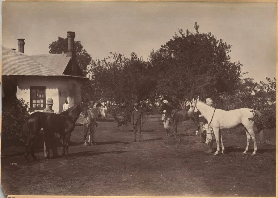 Lord William Beresford's horses, by Raja Deen Dayal, 1884