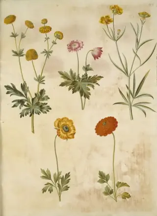 Ranunculus acris (guldknap-ranunkel); Anemone nemorosa (hvid anemone); Ranunculus illyricus (steppe-ranunkel); Ranunculus asiaticus (have-ranunkel), 1654