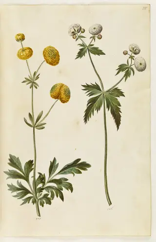 Ranunculus acris (guldknap-ranunkel); Ranunculus aconitifolius (sølvknap-ranunkel), 1650