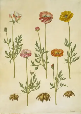 Ranunculus asiaticus (have-ranunkel)