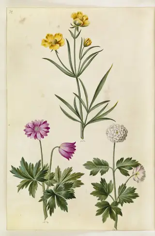 Ranunculus illyricus (steppe-ranunkel); Anemone nemorosa (hvid anemone)