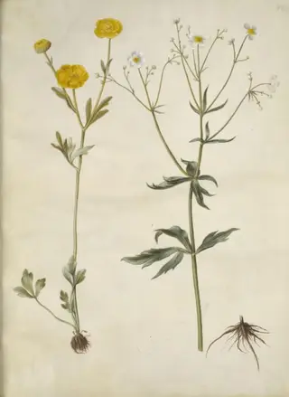 Ranunculus monspeliacus (silke-ranunkel); Ranunculus aconitifolius (stormhatbladet ranunkel), 1654