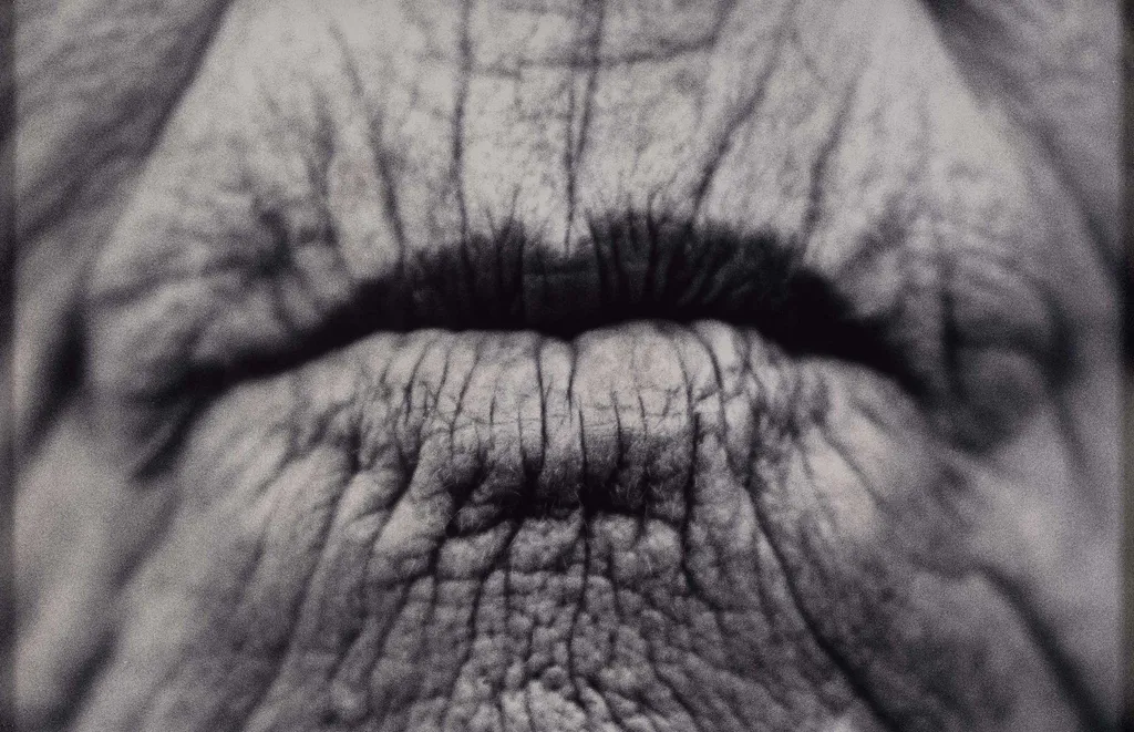 With(out) voice, by Raymond Hains, 1998