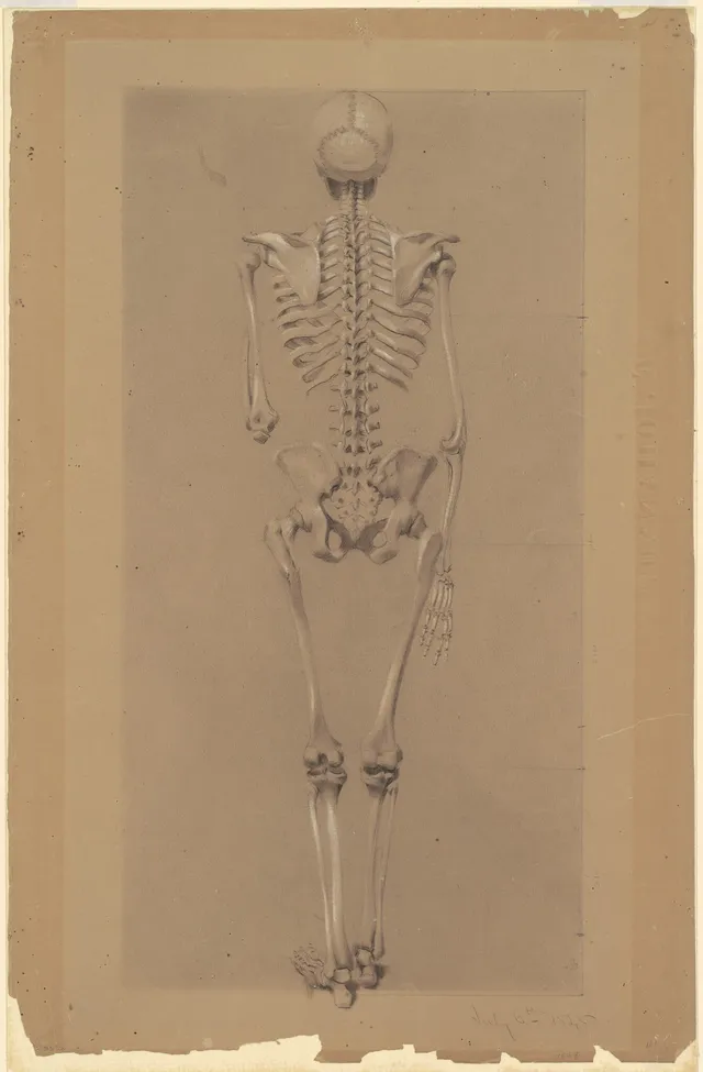 Rear View of a Skeleton