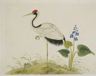 Red-Crowned Crane