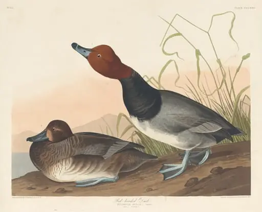 Red-Headed Duck