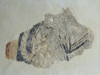 Remains of a quadruped from Boí