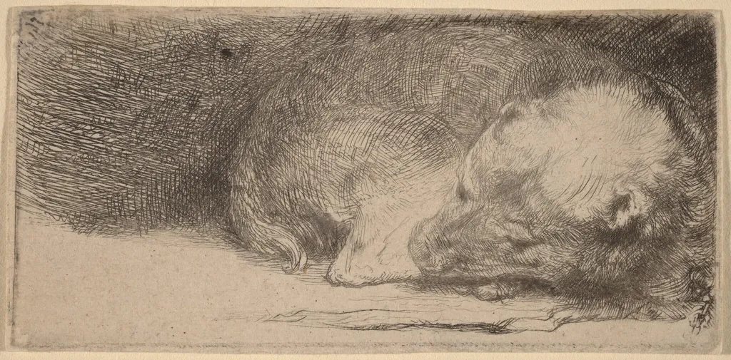 Sleeping Puppy, by Rembrandt, ink, 1640