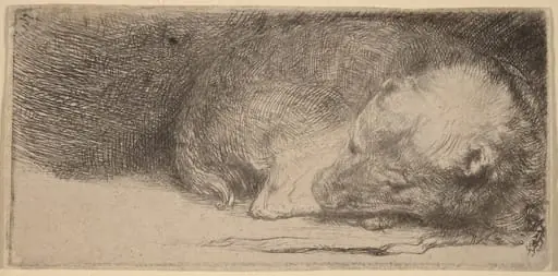 Sleeping Puppy, by Rembrandt