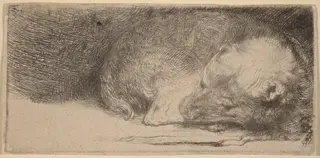 Sleeping Puppy, by Rembrandt van Rijn