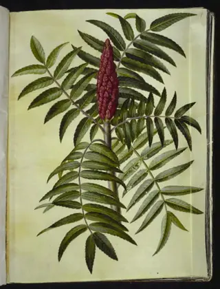 Rhus typhina (hjortetaktræ)