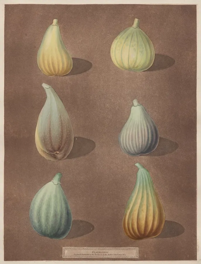 Pomona Britannica: No. 74 - Figs, by Richard Brookshaw, 1807