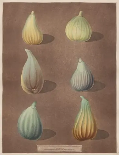 Pomona Britannica: No. 74 - Figs, by Richard Brookshaw