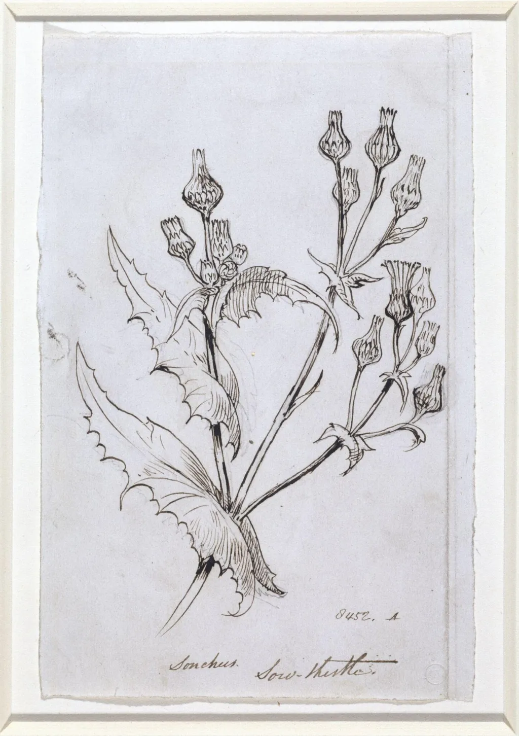 Study of a sow thistle, by Richard CB, RA, ARA Redgrave, 1850