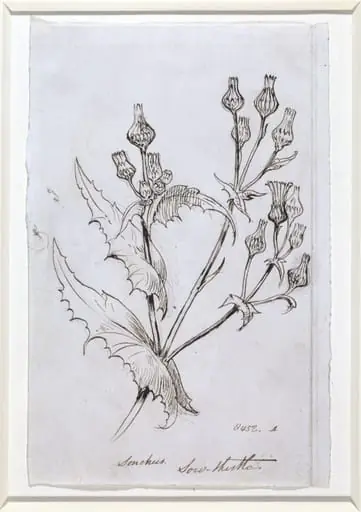 Study of a sow thistle, by Richard CB, RA, ARA Redgrave