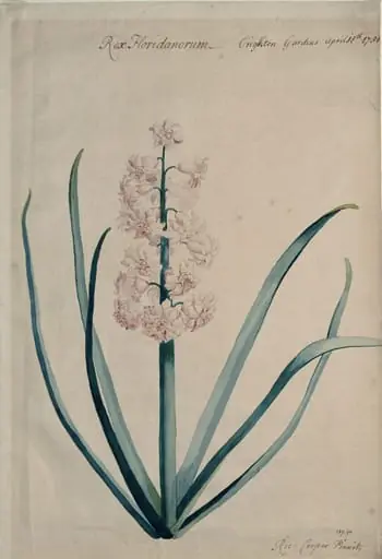 Rex Floridanorum, by Richard Cooper