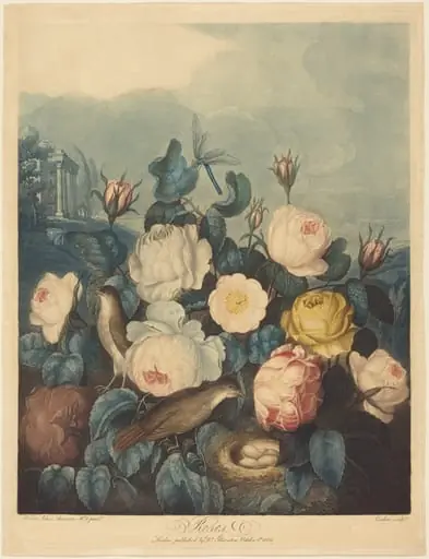 Roses, by Richard Earlom