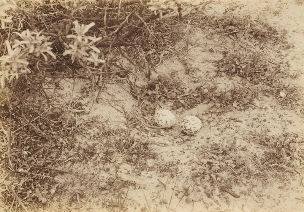 Eggs of a Stone-curlew or Plover, by Richard Tepe, 1904