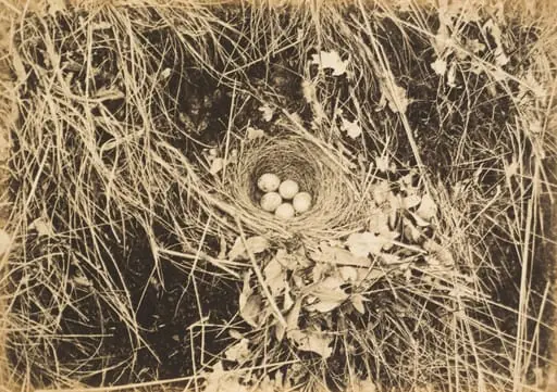 Yellowhammer Nest with Eggs, by Richard Tepe