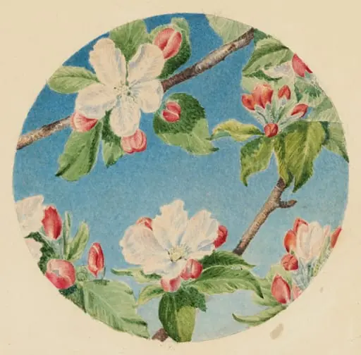 Apple Blossoms, by Robert Bolling Brandegee