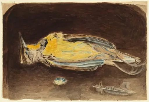 Dead Bird, by Robert Bolling Brandegee