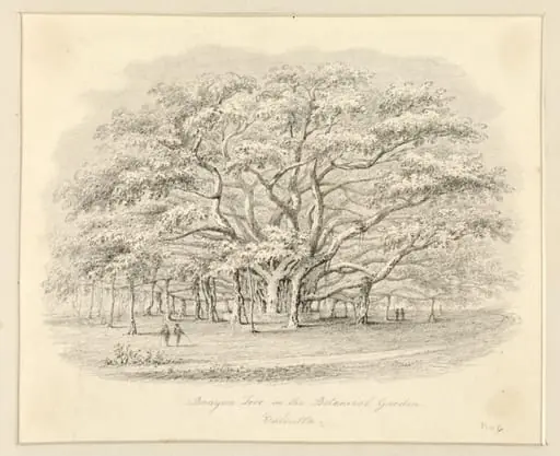 Banyan  Tree in the Botanical Garden, Calcutta