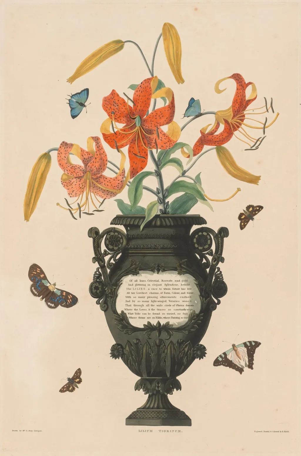 A Selection of Hexandrian Plants, belonging to the natural order of Amaryllidae and Liliacae: Tiger Lily, by Robert Havell, 1832