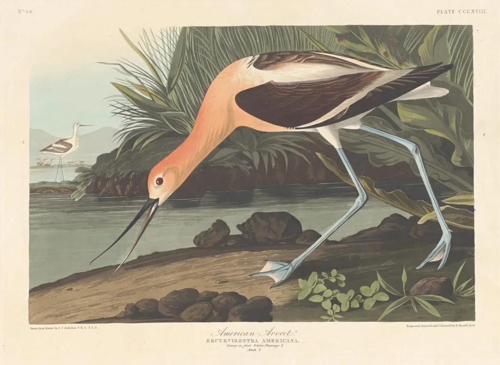 American Avocet, by Robert Havell Jr., ink, 1836