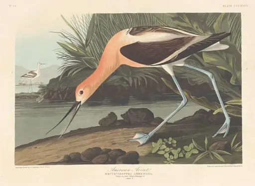 American Avocet, by Robert Havell Jr.