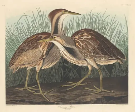 American Bittern, by Robert Havell Jr.