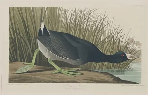 American Coot, by Robert Havell Jr.