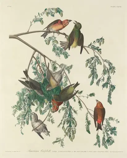 American Crossbill, by Robert Havell Jr.