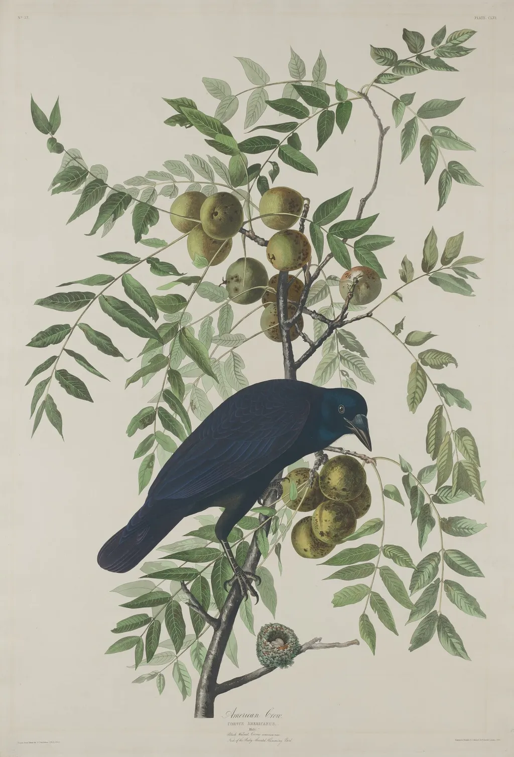 American Crow, by Robert Havell Jr., ink, 1833