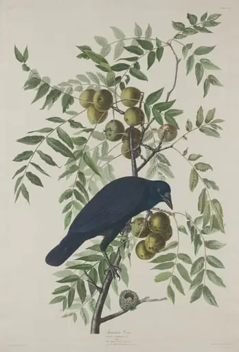American Crow, by Robert Havell Jr.