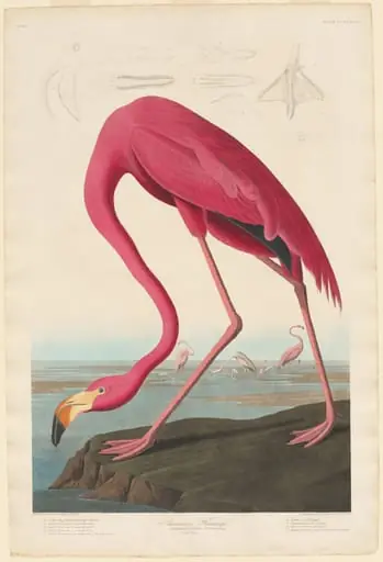 American Flamingo, by Robert Havell Jr.