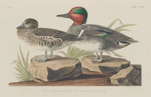 American Green-Winged Teal, by Robert Havell Jr.