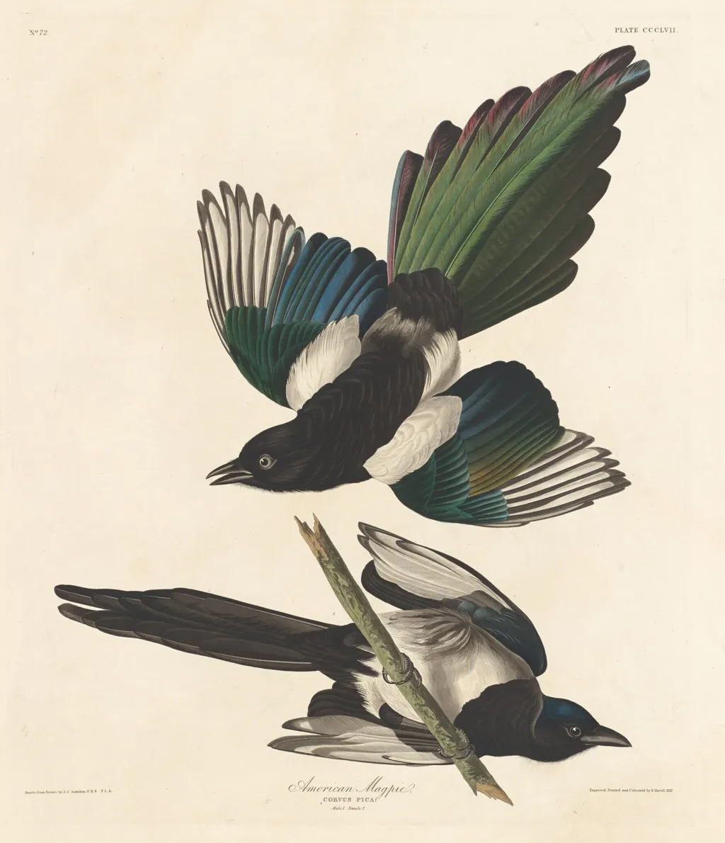 American Magpie, by Robert Havell Jr., ink, 1837