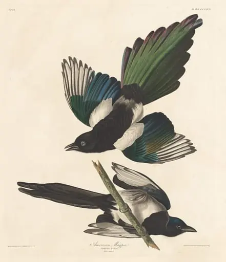 American Magpie, by Robert Havell Jr.