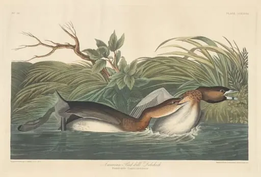 American Pied-Bill Dobchick, by Robert Havell Jr.