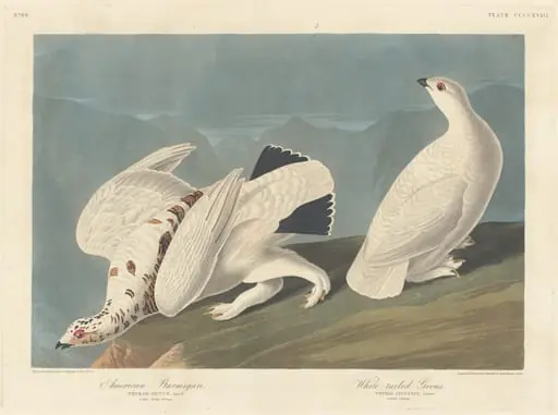American Ptarmigan and White-tailed Grous, by Robert Havell Jr.