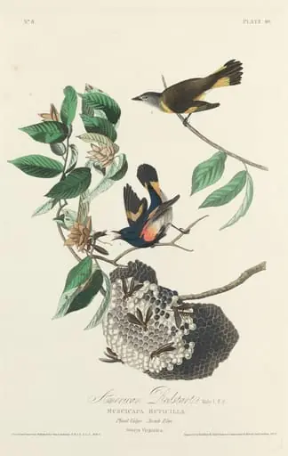 American Redstart, by Robert Havell Jr.