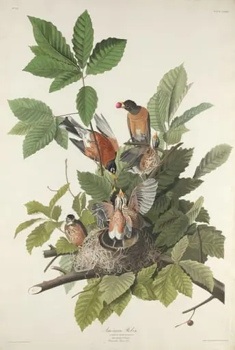 American Robin, by Robert Havell Jr.