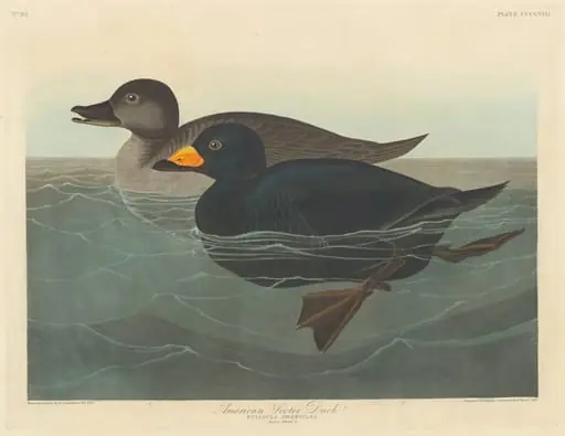 American Scoter Duck, by Robert Havell Jr.
