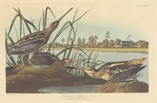 American Snipe, by Robert Havell Jr.