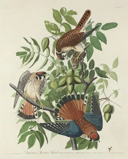 American Sparrow Hawk, by Robert Havell Jr.