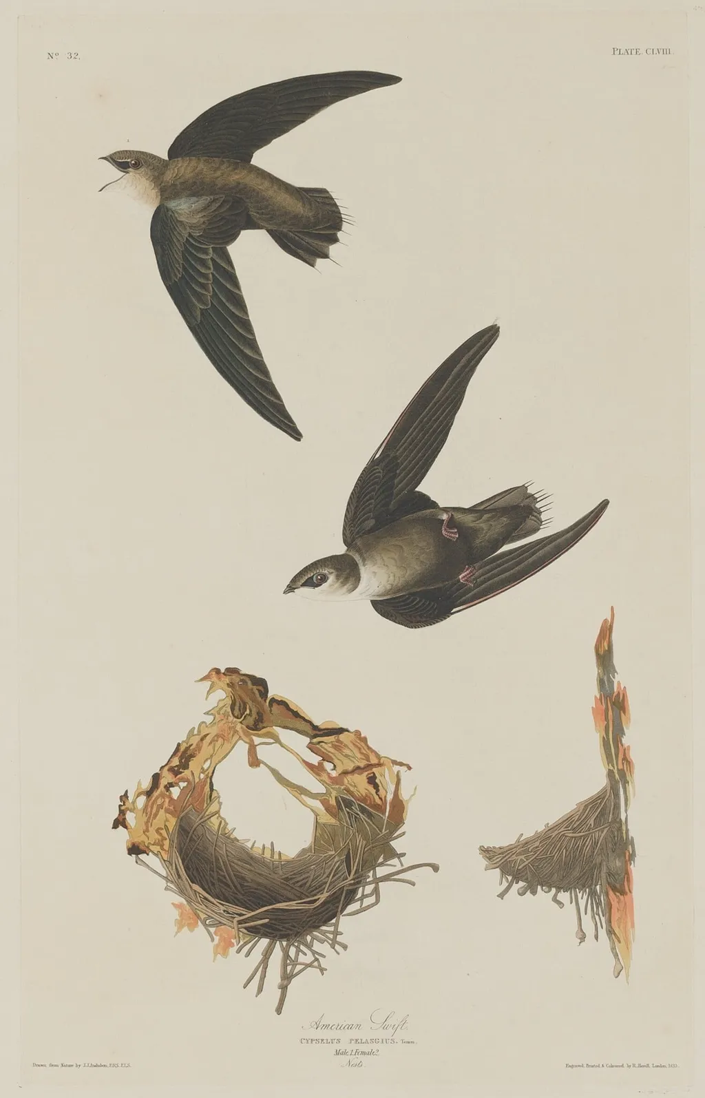 American Swift, by Robert Havell Jr., ink, 1833