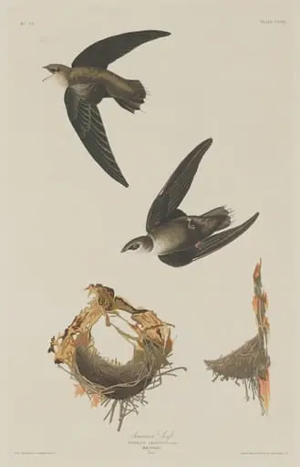 American Swift, by Robert Havell Jr.