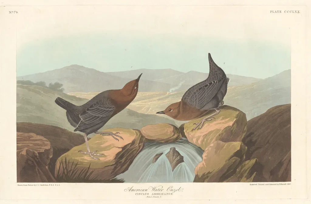 American Water Ouzel, by Robert Havell Jr., ink, 1837